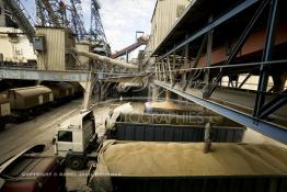 Image du Maroc Professionnelle de  Pour une distribution nationale le chargement du blé au quai des Doc Silos au port de Casablanca se fait grâce à des installations modernes versant le blé en grain directement dans le camion, cette opération automatique gérée par la centrale des doc silos. 31 Décembre 2003. (Photo / Abdeljalil Bounhar)

 